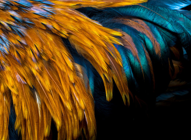 羽毛的背景图片下载