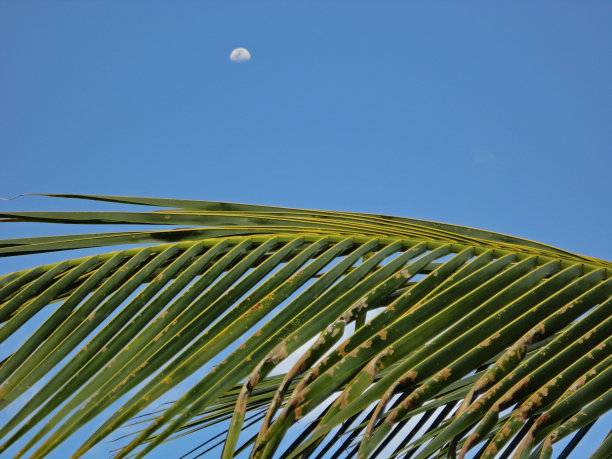 月亮和棕榈树图片下载