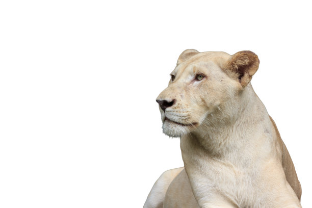 孤立的母狮图片下载
