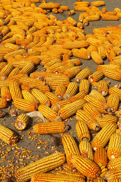 玉米穗轴图片下载