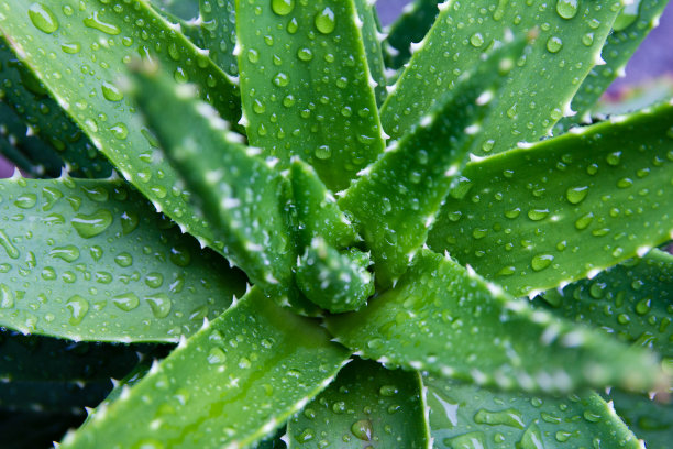 从上往下看芦荟植物图片下载