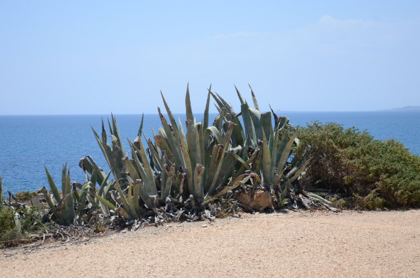 意大利、西西里、Vendicari,野生动物,绿洲图片下载