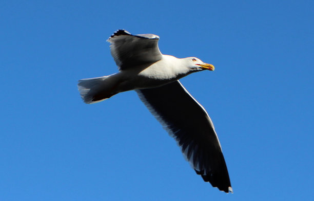 海鸥在飞图片下载