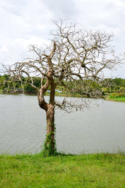 没有叶子的树图片下载
