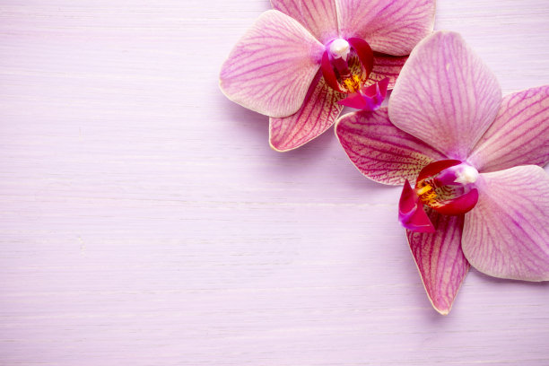 粉色兰花的花。图片下载