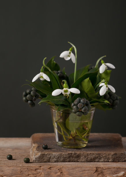 一束雪花莲和常青藤枝。图片下载