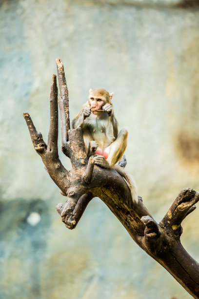 泰国清迈的一只猴子图片下载