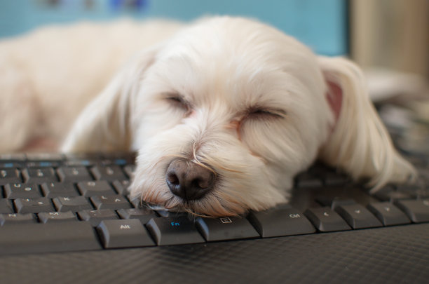 睡狗在电脑键盘上图片下载