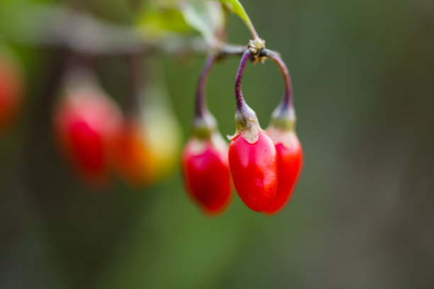 枸杞图片下载