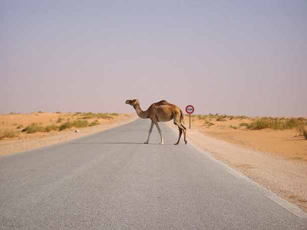 骆驼穿过道路图片下载