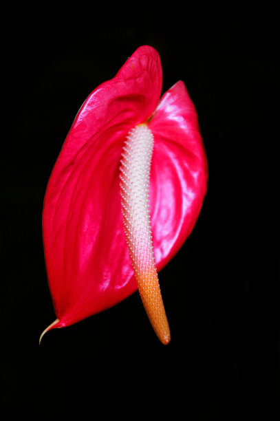 黑色背景上的马蹄莲图片下载