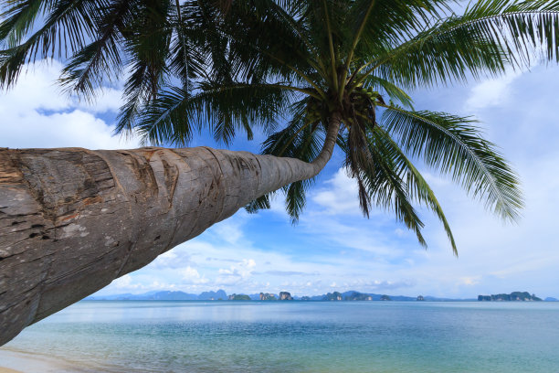 海边的椰子树图片下载