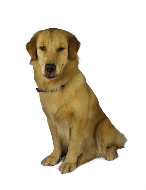 快乐寻回犬图片下载