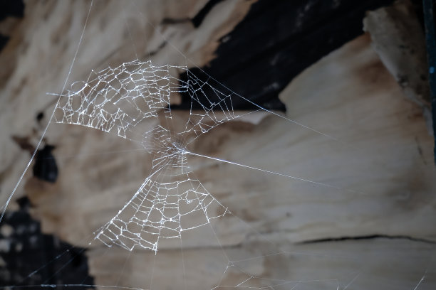 蜘蛛网图片下载