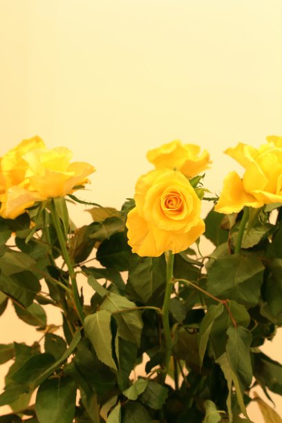 黄玫瑰图片下载