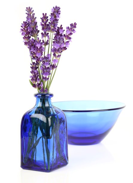 薰衣草图片下载