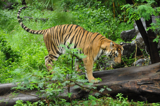 孟加拉虎图片下载