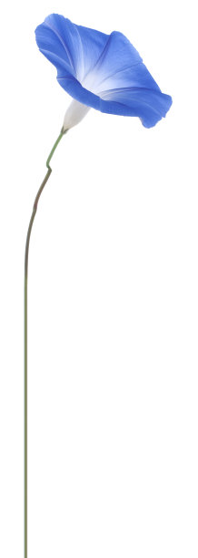 牵牛花图片下载