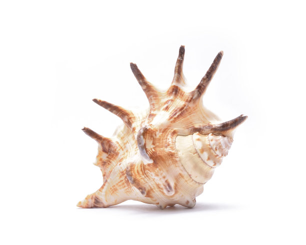 海贝壳孤立在白色背景上图片下载