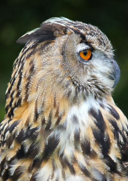 孟加拉鹰鸮(雄性)猛禽。图片下载