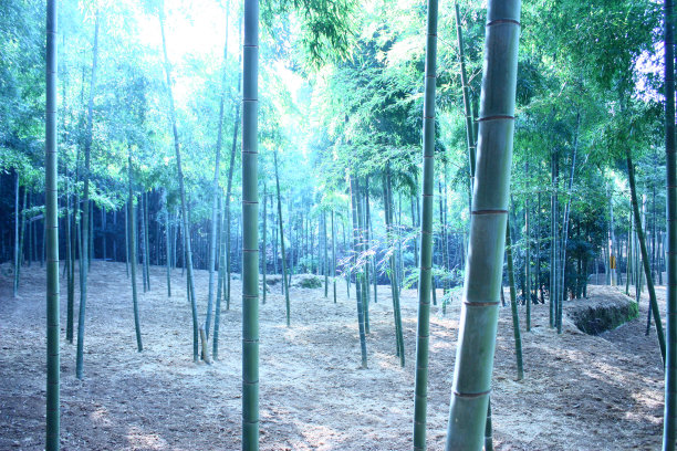 竹林图片下载
