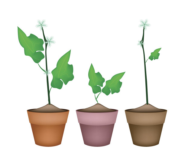 陶瓷花盆中的三株常春藤葫芦图片下载