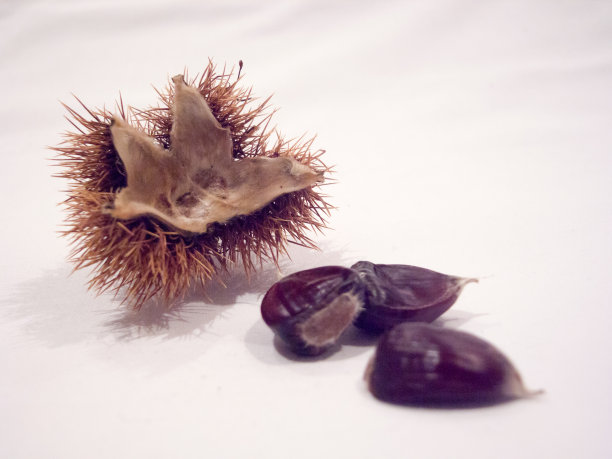 孤立的成熟的栗子图片下载