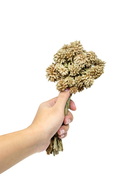 手持一束孤立在白色背景上的干花图片下载