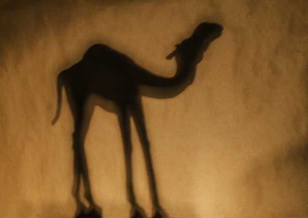 骆驼剪影图片下载