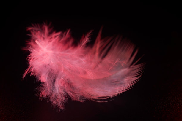 红色的羽毛图片下载