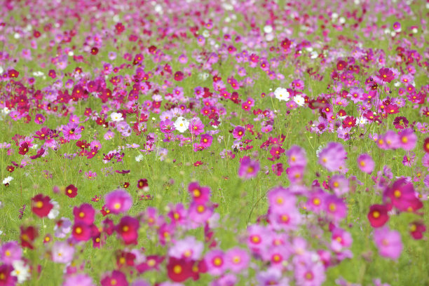 宇宙的花图片下载