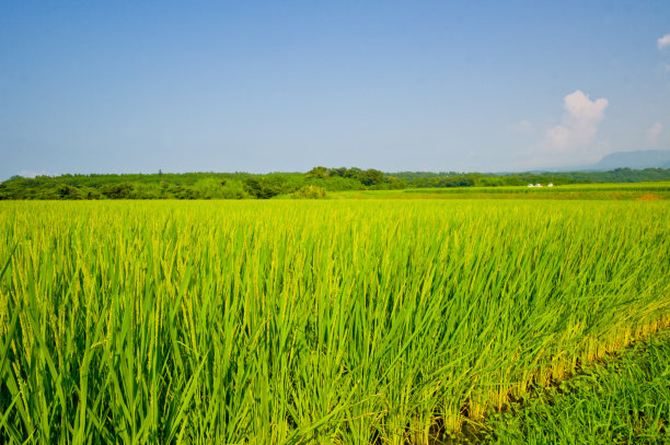 稻谷图片素材ID：126615706