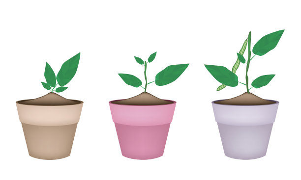 陶瓷花盆中的绿豆植物图片下载