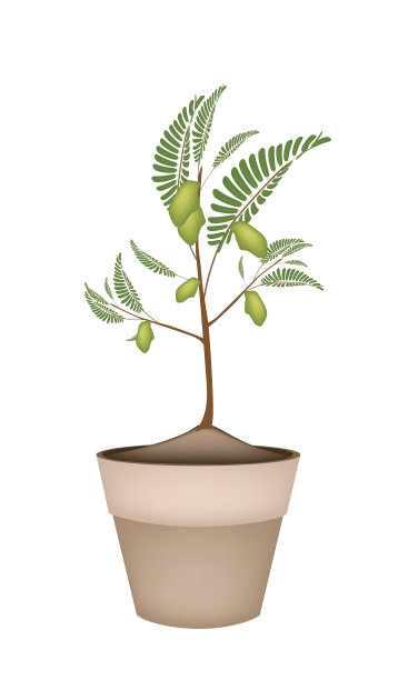 在陶瓷花盆里种鹰嘴豆图片下载