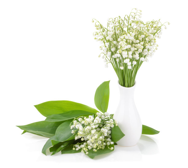 白色背景上的铃兰图片下载