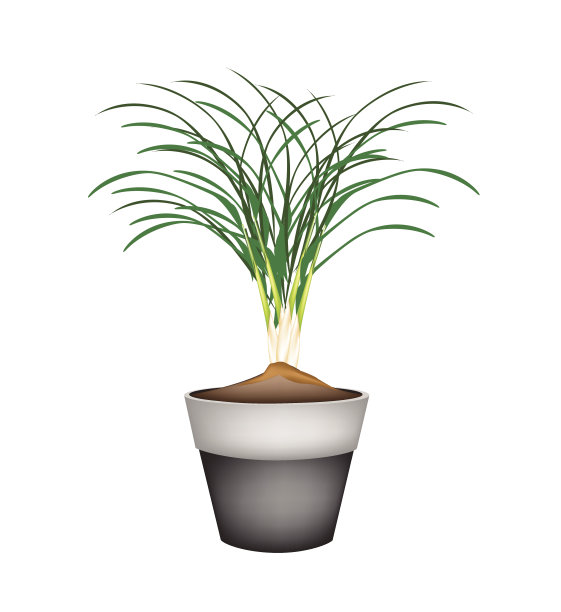 陶瓷花盆中的柠檬草图片下载