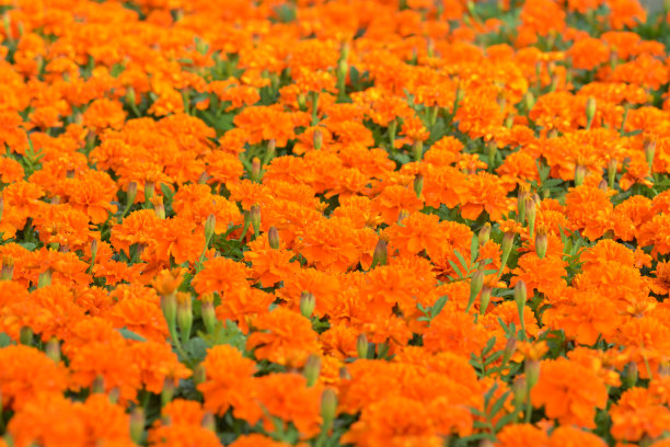 万寿菊花盆图片下载