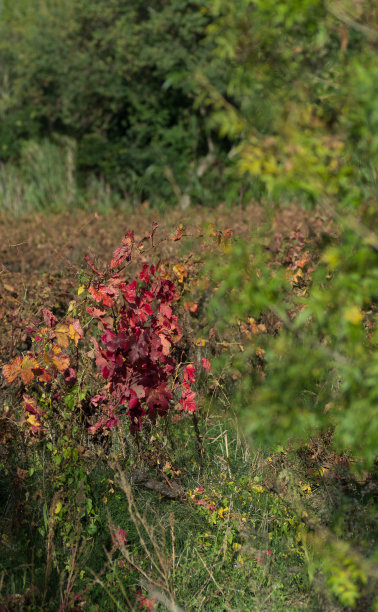 秋天的葡萄胭脂图片下载