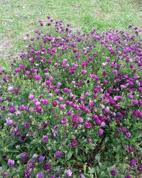 开花植物。图片下载