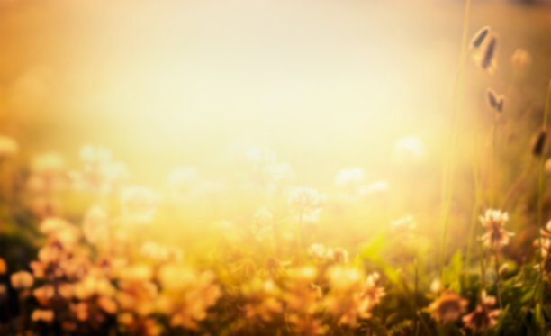 模糊的自然背景与鲜花和夕阳的光图片下载