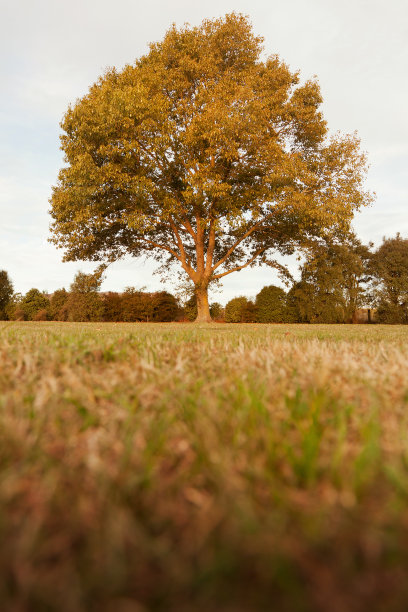 站在田边的树图片下载