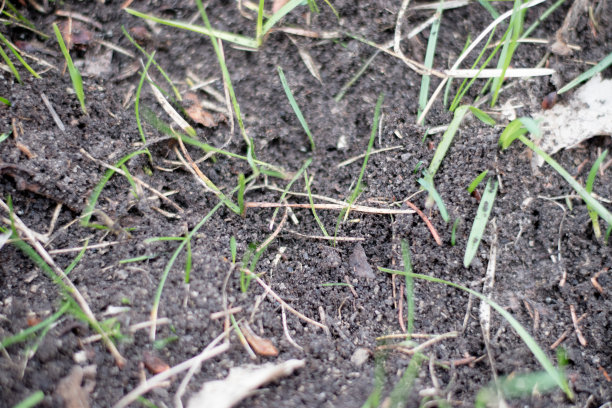 稀疏的草地图片下载