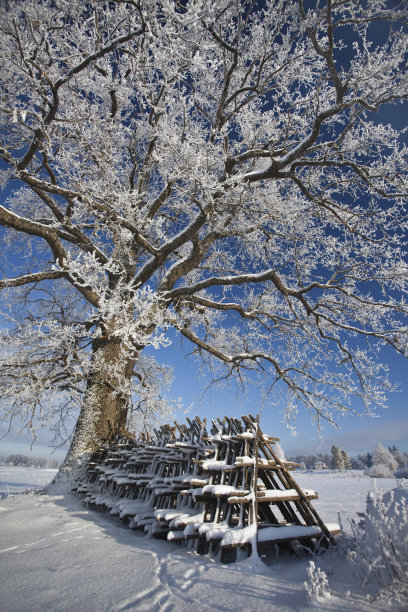 冰冻的树图片下载