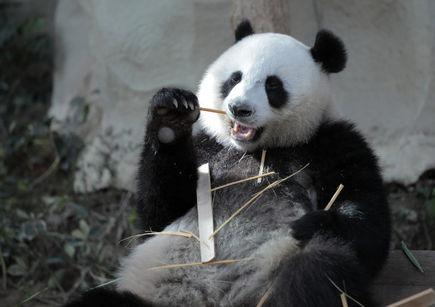 熊猫图片下载