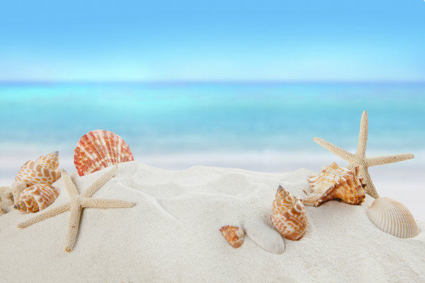 沙滩上的贝壳，夏天的概念素材图片