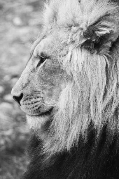 狮子的画像图片下载