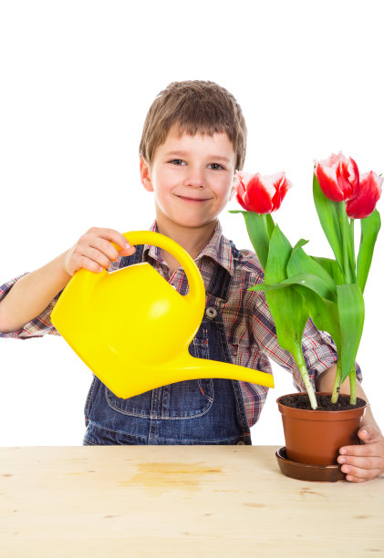 锅里红郁金香的博伊尔图片下载