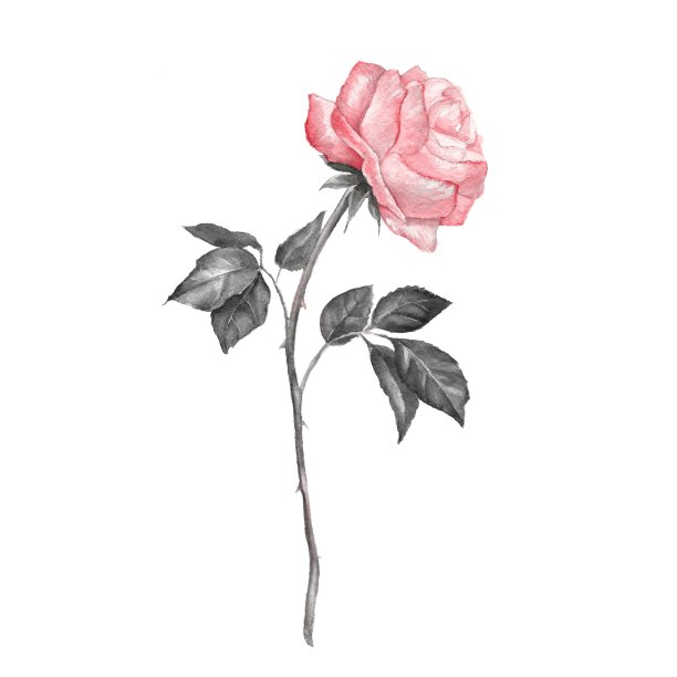 单株玫瑰，孤立在白色背景上。水彩2图片下载