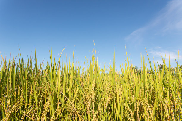 稻田图片下载