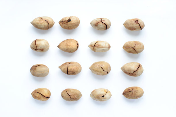 十六个山核桃组成的一组图片下载